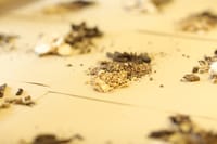 中醫如何有效對抗汗皰疹?探索新興療法與傳統智慧的結合