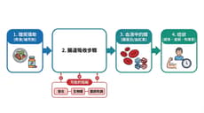 鐵質經常偏低的背後原因是什麼？生活型態與吸收關鍵解析