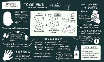 微觀層面的戰爭:漆酚與角質細胞之間的對抗