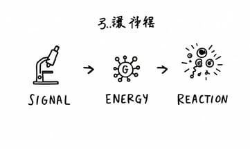 探索葡萄糖在細胞信號中的角色與意義