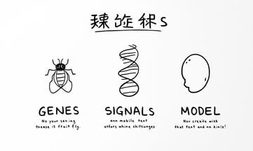 科學史上的果蠅:為何成為研究的明星?