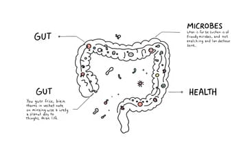 為什麼你的腸道健康取決於那些看不見的百兆微生物大軍？