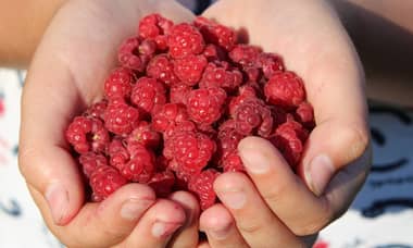 蜂蜜功效全解析：2024年最新研究與實證功效
