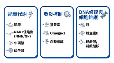 50歲後常見補充營養品有哪些？10種保健食品對健康與壽命的研究觀點整理