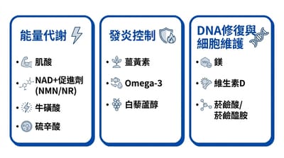 50歲後常見補充營養品有哪些？10種保健食品對健康與壽命的研究觀點整理