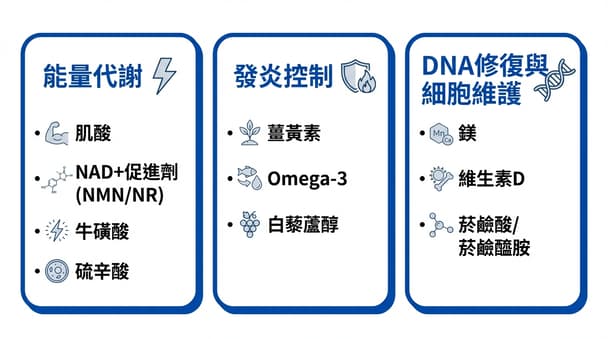 50歲後常見補充營養品有哪些？10種保健食品對健康與壽命的研究觀點整理