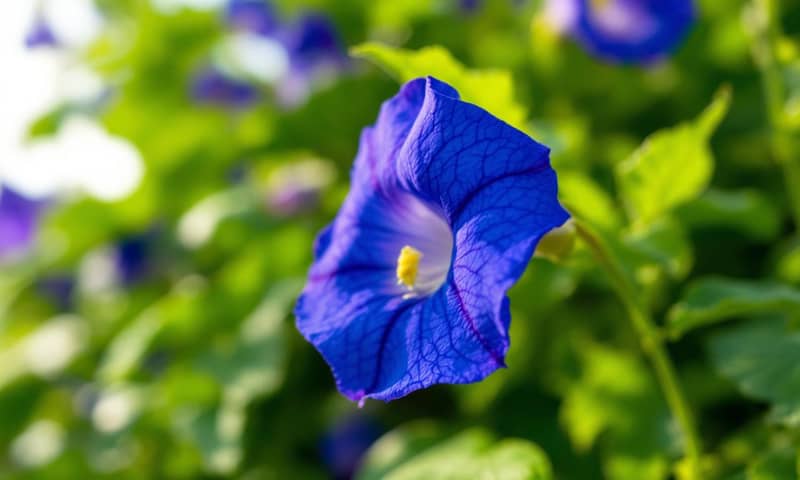 butterfly-pea-flower-benefits-risks