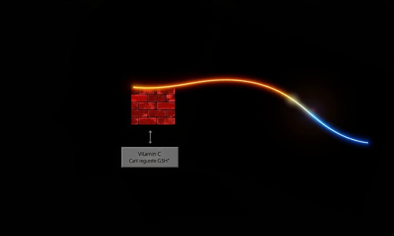GSH 與維他命 C 的再生能力不對等關係