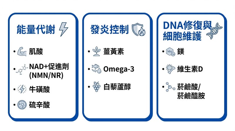 總覽圖：從「想活久」拆成三條可追的線
