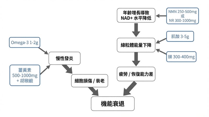 核心拆解圖：線粒體、NAD+、發炎三條線怎麼互相扯後腿